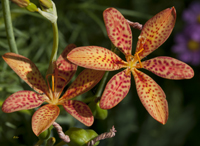 Blackberry Lilly 2265